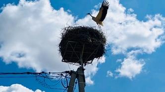 energetiki-dtek-odeski-elektromerezhi-vstanovili-64-platformi-dlya-gnizd-lelek-v-2025-roci